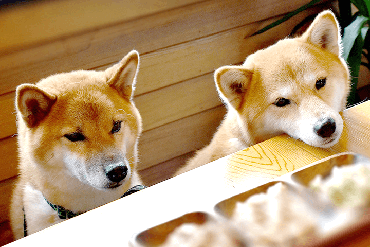 二匹の柴犬