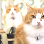 二匹の猫