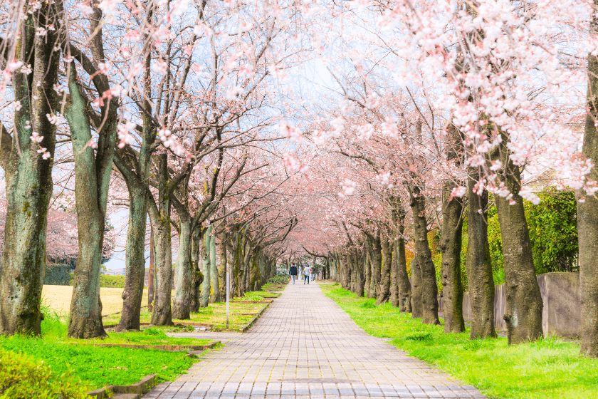 桜並木